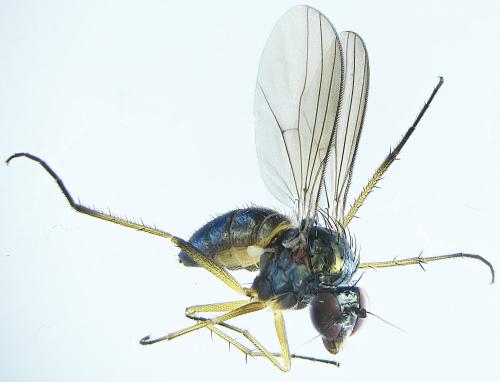 Réf. 301 554 : Sympycnus sp.